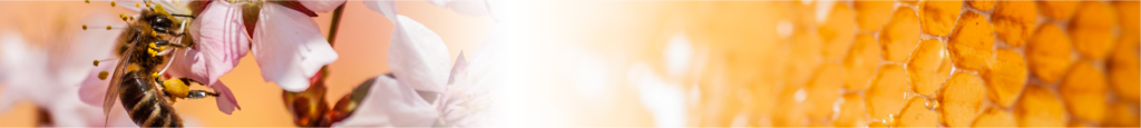 Header-2